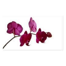 Hot Pink Dendrobium Orchid - Orchids Background Business Cards