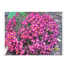 Hot Pink Fall Mum Plant Invitation