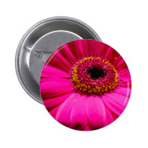 hot pink gerber daisy