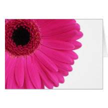Hot Pink Gerbera Cards