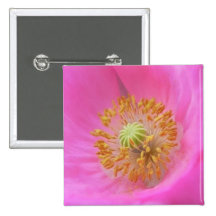 Hot Pink Poppy Flower
