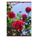 Hot pink Roses Greeting Cards