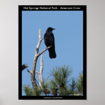 Hot Springs National Park, AR - American Crow Posters