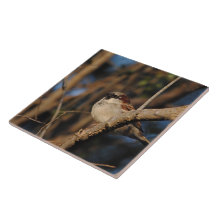 House Sparrow Tiles