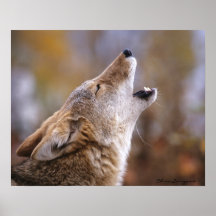 Howling Coyote Posters