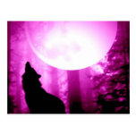 Howling Wolf Postcards