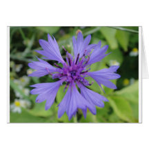 Hübsche blaue Kornblume Grußkarte
