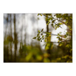 Huckleberries Greeting Cards
