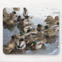 Huddle of Ducks in Winter Mouse Pad
