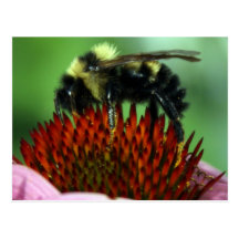 Hugging A Flower Postcard