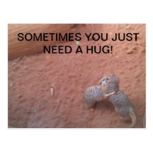 HUGGING MEERKATS POSTCARDS