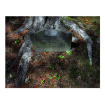 Hugging Tree Postcard