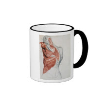 Human Anatomy; Muscles of the Torso and Shoulder Mugs