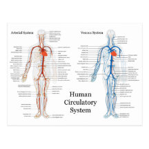 Human Circulatory System of Arteries and Veins Post Card