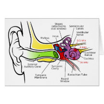 Human Ear Diagram with Cochlear Frequency Mapping Greeting Card