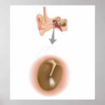 Human eardrum anatomy Poster