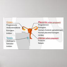 Human Endocrine System Reproductive Hormones Chart Posters