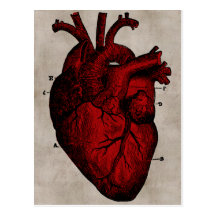 Human Heart Postcard