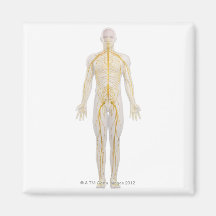 Human Nervous System 2 Magnet