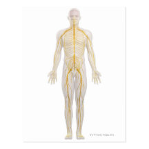Human Nervous System 2 Postcards