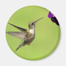 Hummer in Flight  Magnets