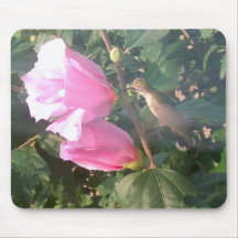 Hummingbird and Rose of Sharon Mouse Pad