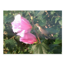Hummingbird and Rose of Sharon Post Card