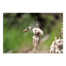Hummingbird Building a Nest Photographic Print