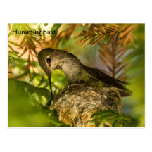 Hummingbird Builds a Nest- Postcard