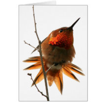 Hummingbird Card