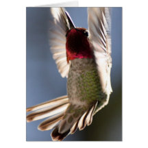 Hummingbird Greeting Card