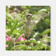 Hummingbird & Maraschino Refrigerator Magnet