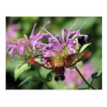 Hummingbird Moth Postcard