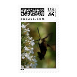 Hummingbird Moth Stamp