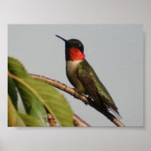 Hummingbird Poster