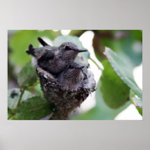 Hummingbird poster
