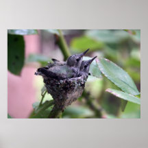 Hummingbird poster