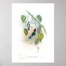 Hummingbird Print