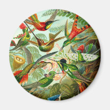 Hummingbirds Fridge Magnets