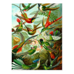 Hummingbirds Post Cards