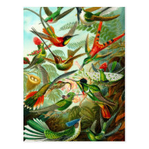 Hummingbirds Post Cards