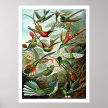 Hummingbirds Poster