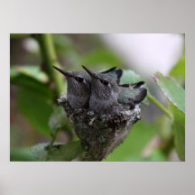 Hummingbirds poster