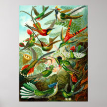 Hummingbirds Posters