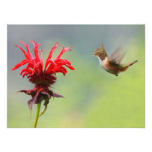 Hummingcat Photo Print