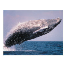 Humpback Whale Breaching Post Cards