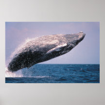 Humpback Whale Breaching Print