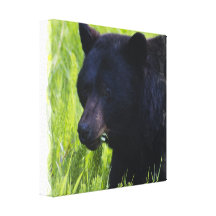 Hungry Black Bear Canvas Print