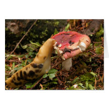 Hungry Slug Cards
