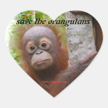 Hunt, a new orangutan orphan stickers
